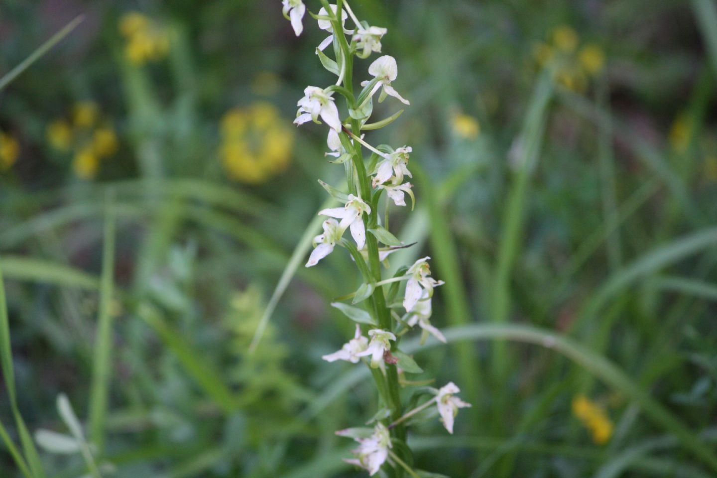 Platanthera chlorantha